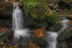 Anibal_Carmona-Autumn