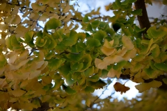 Antonio_Murillo-Udazkena-otoño
