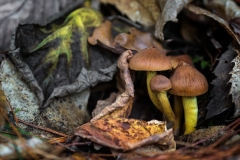 Iñigo_San_Vicente-Armillaria_mellea