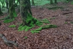 Jose_Luis_Garcia-El_arbol_olvidado