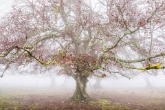 Miguel_Cavero-Niebla_de_otoño