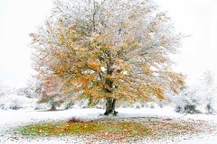 Miguel_Cavero-Otoño_Invernal