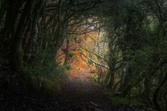 Mikel_Larrea-Natural_door_to_fall