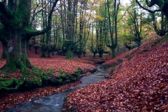 Raul_Anillo-Otoño_encantado