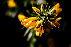 Roberto_Sanchez-Ulex_Europaeus