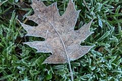 Sebas_Lozano-Frozen