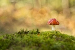 Flares de otoño / Iñigo Jiménez Baños