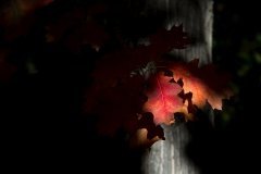 Rojos en Sombra / Antonio Baena