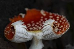 Un As del Otoño / Iñigo San Vicente