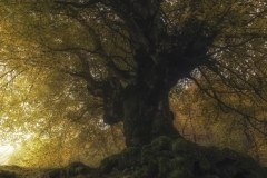 MIKEL LARREA-LONELY TREE-URKULU IBAIAREN ONDOAN, ORKATZATEGIRA BIDEAN